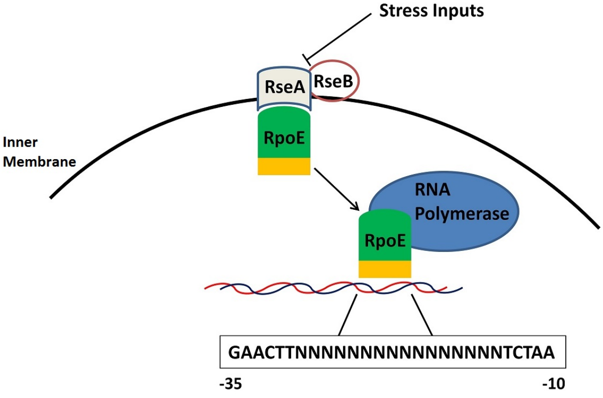 How Zinc Supplements Disarm Pathogenic <em>E. coli</em>