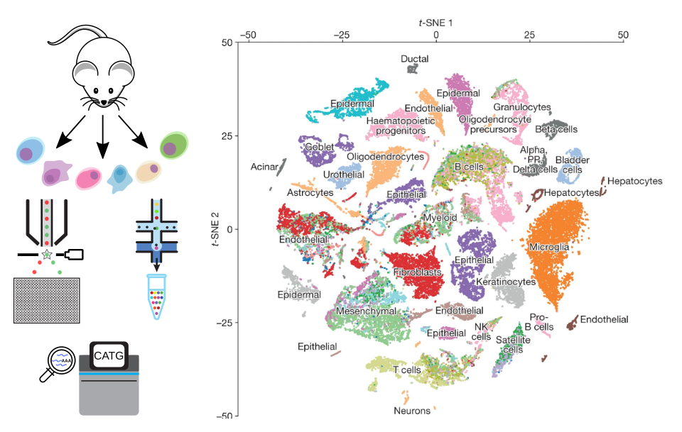 Tabula Muris: A Cell Atlas of the Mouse