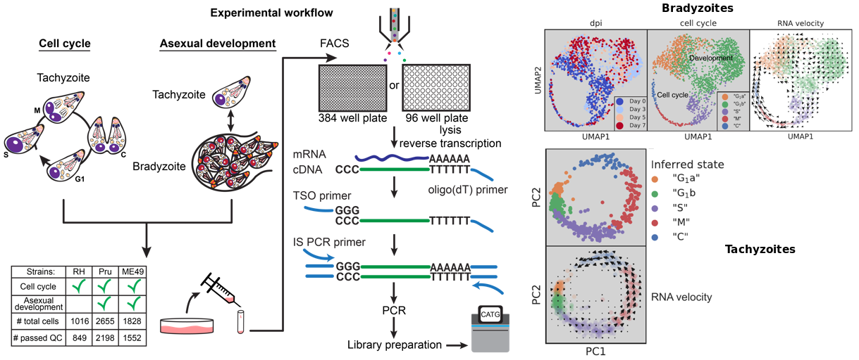 A Single-Cell Atlas of <em>Toxoplasma</em> Development