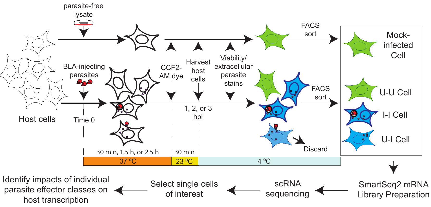 Disentangling How <em>Toxoplasma</em> Effectors Hijack Host Cells
