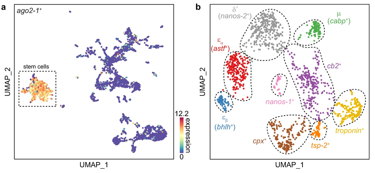 A Germline Stem Cell Circuit Conserved Across Flatworms