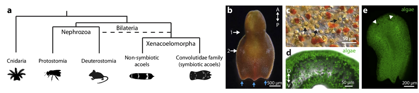Cross-Species Wound Responses in a Regenerative Holobiont